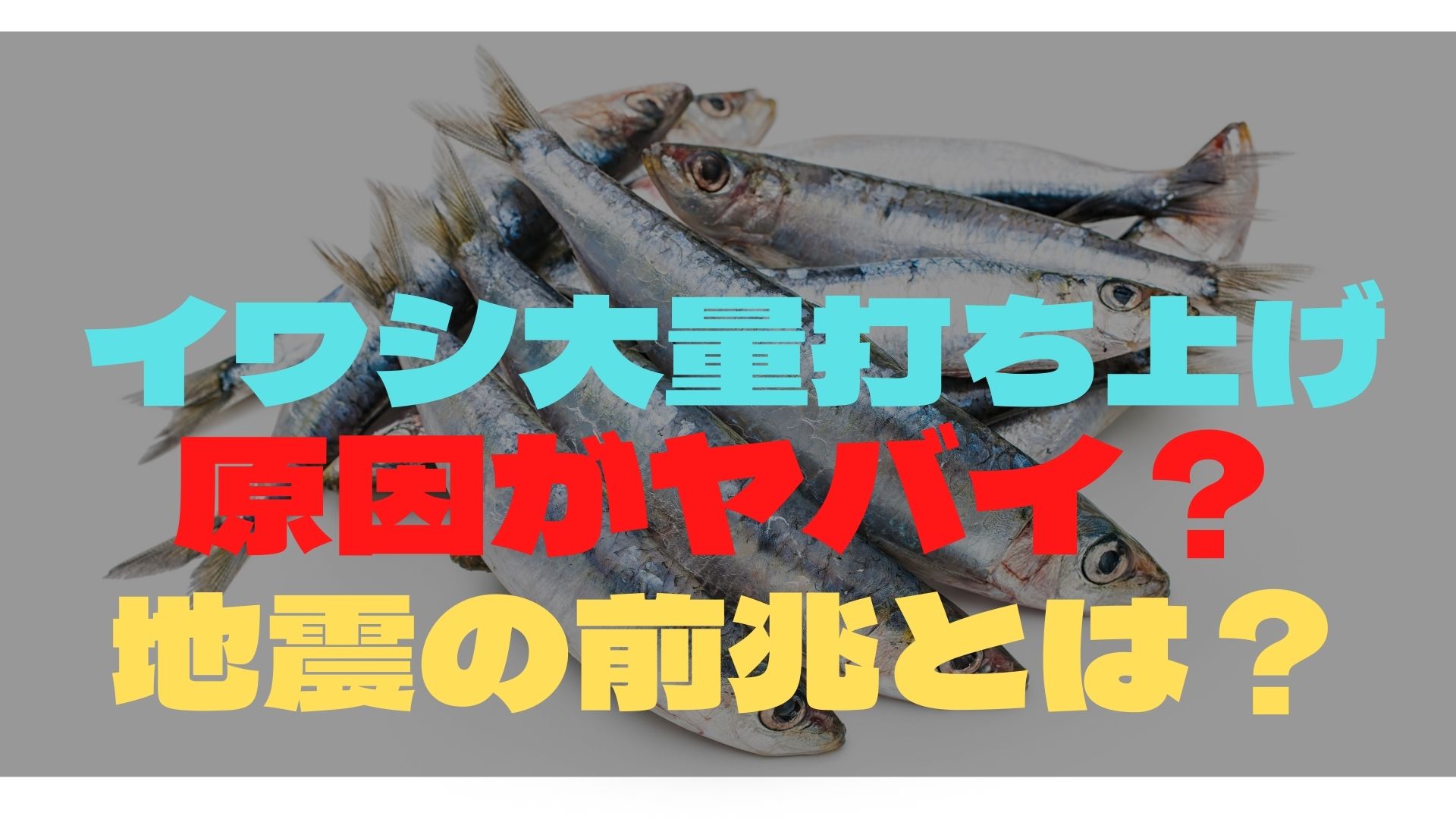 松前町でイワシ大量打ち上げの原因は 地震の兆候と言われるのはなぜ すみっこにゅーすうぇぶ