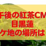 【午後の紅茶CM2024】ロケ地の紅茶の聖地の場所はどこ？ヌワラ・エリヤのペドロ茶園で特定！【目黒蓮】